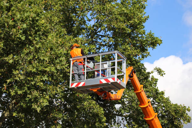 Best Emergency Tree Removal  in Crest View Heights, NY